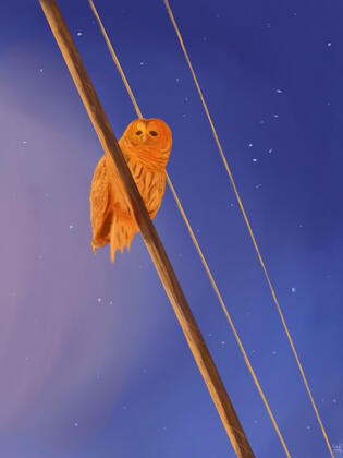 Barred Owl Barred owl on a telephone wire at night.